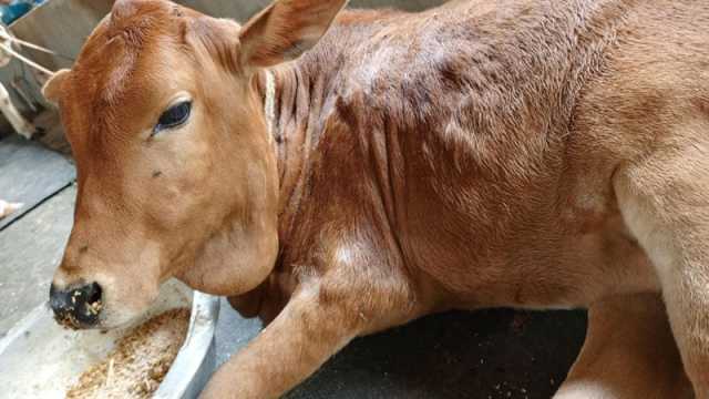 লাম্পি স্কিনের ভ্যাকসিন সংকট