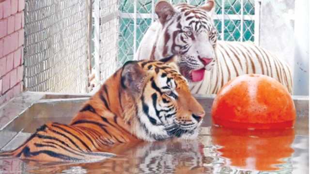 গরমে খাবারে অরুচি, পানিশূন্যতা