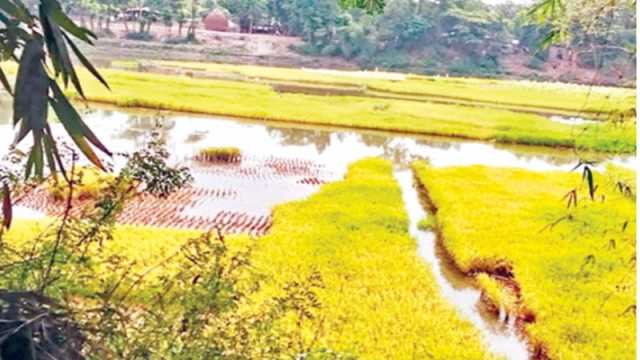 তামাকের বদলে ধান চাষ মাতামুহুরীর চরে