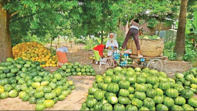৫-১০ টাকায় বাঙ্গি বিক্রি করে মন খারাপ চাষির
