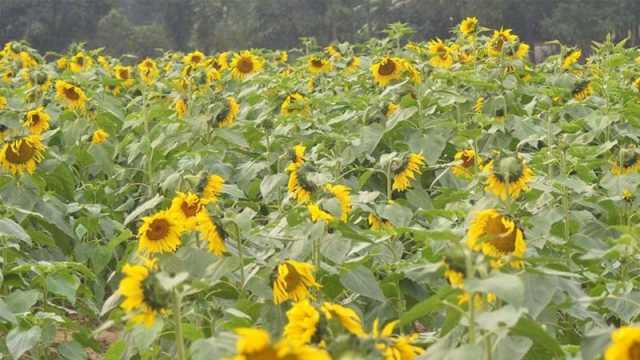 লবণাক্ত জমিতে সূর্যমুখী চাষের সুবিধা ও সম্ভাবনা