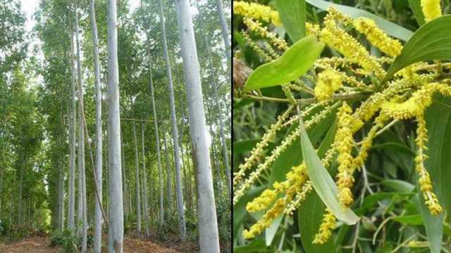 ইউক্যালিপটাস ও আকাশমণি গাছ নিষিদ্ধ
