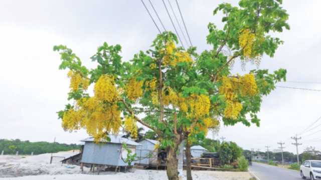 সোনালি সৌন্দর্যের ঝরনায় ঔষধি গুণ