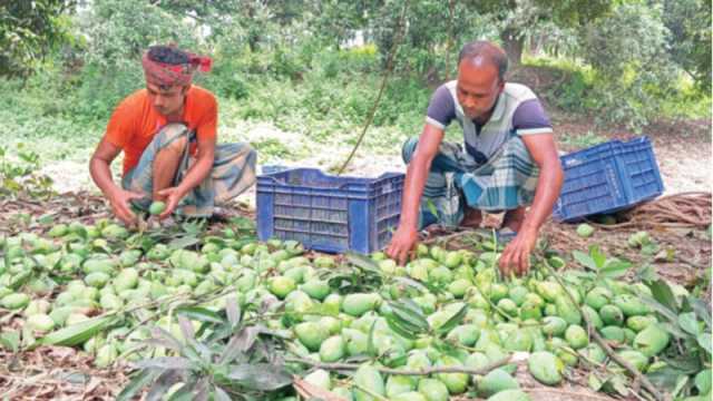 বিক্রির আশা ১৭শ কোটি টাকার আম
