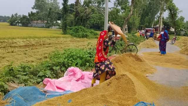 বৈরী আবহাওয়ায় ক্ষেতেই নষ্ট হচ্ছে কৃষকের পাকা ধান