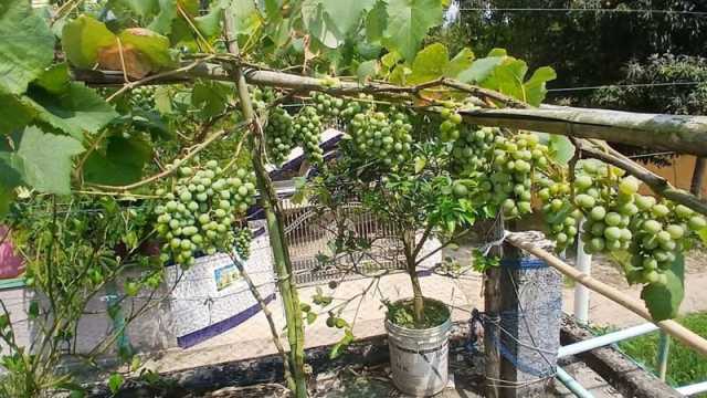 আঙুর চাষে ফারুকের স্বপ্ন