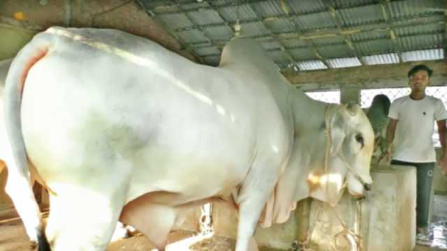 বড় গরু নিয়ে শঙ্কিত খামারি