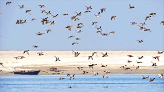 গঙ্গা-প্লাবনভূমির পাখপাখালি