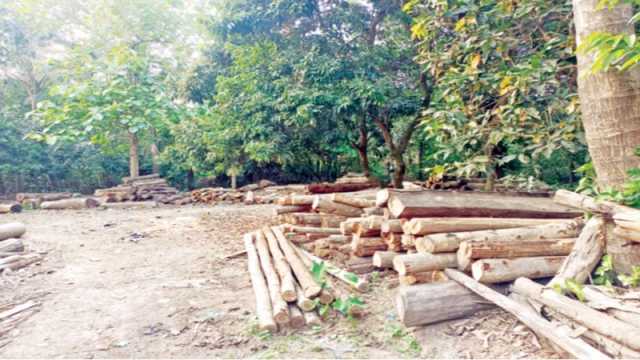 সংরক্ষিত বনে করাতকল নীরব বন বিভাগ