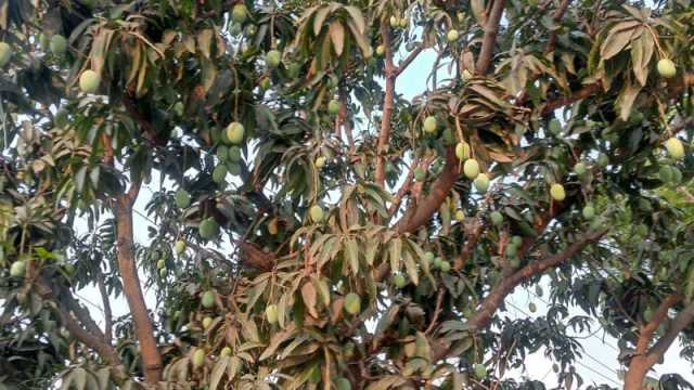 দুই বিভাগের টানাপোড়েনে নষ্ট হচ্ছে ১২শ গাছের আম