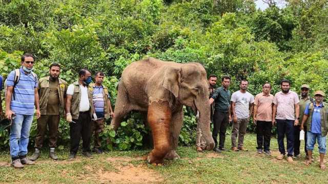 চিকিৎসা পেয়ে বনে ফিরল দলছুট হাতি