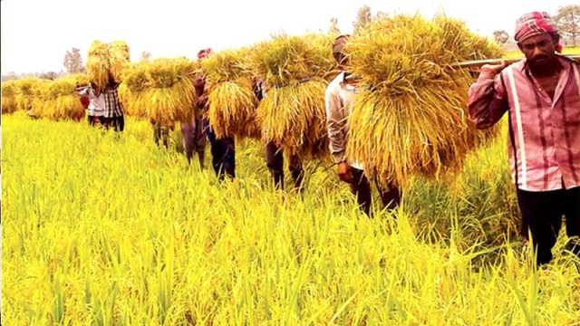 সঠিক বরাদ্দ ও বাস্তবায়নই কৃষির ভবিষ্যৎ
