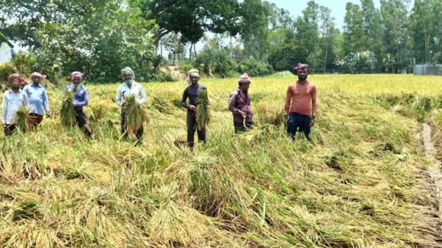 নুয়ে পড়া ধান নিয়ে বিপদে কৃষক