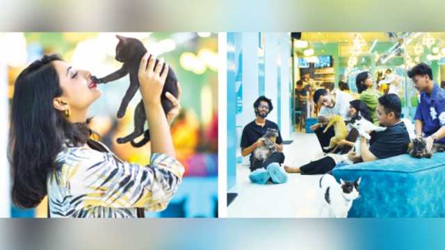 বিড়ালবান্ধব ক্যাফের গল্প