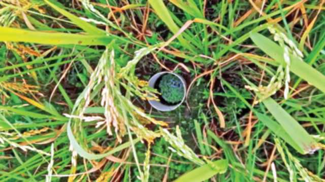 ধান চাষে আশা জাগাচ্ছে এডব্লিউডি সেচ পদ্ধতি
