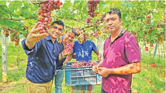 বাণিজ্যিক আঙুর চাষে সফলতা