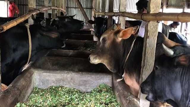 গোখাদ্যের দাম বাড়ায় বিপদে খামারি