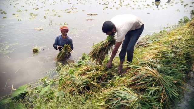 ৫৫ লাখের নালা জমির চেয়ে উঁচু পানি জমে ফসলের সর্বনাশ