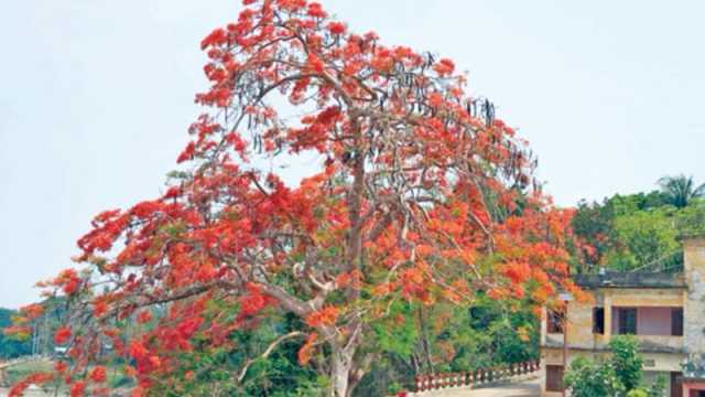 কৃষ্ণচূড়ায় রঙিন বিলাইছড়ির বিকেল