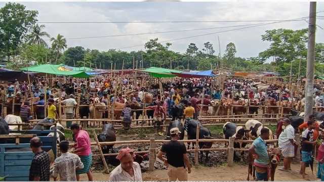 গরুর হাটে ক্রেতা কম মন খারাপ বিক্রেতার