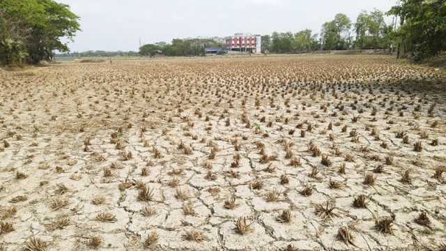 লবণের প্রভাবে অনাবাদি ৯ হাজার হেক্টর জমি