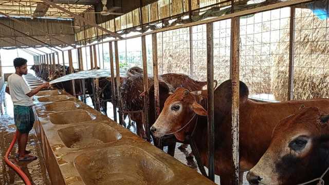 বড় গরু নিয়ে দুশ্চিন্তা খামারির ছোট-মাঝারিতে স্বস্তি