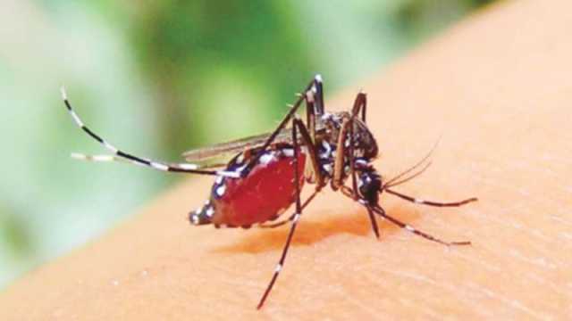 ডেঙ্গুর মৌসুম: কী খাবেন কী খাবেন না