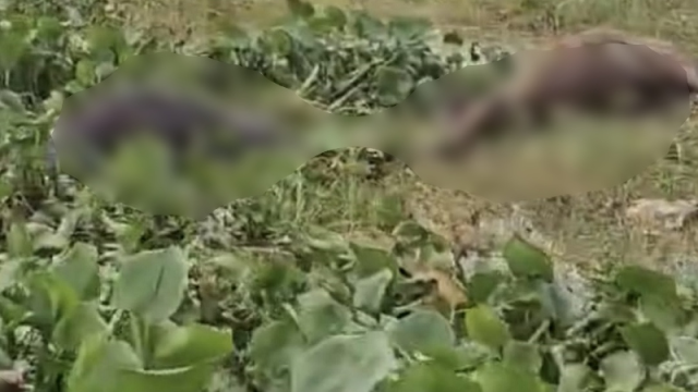 মুন্সীগঞ্জে জোয়ারের পানিতে ভেসে গেল শতাধিক গরু