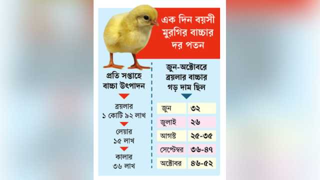 মুরগির বাচ্চা উৎপাদনে আগ্রহ হারাচ্ছেন খামারিরা