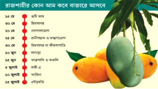 রাজশাহীর গুটি আম বাজারে আসছে ১৫ মে