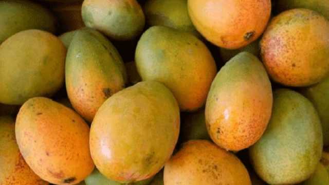 চীনে প্রথমবারের মতো বাংলাদেশি আম রপ্তানি শুরু আজ