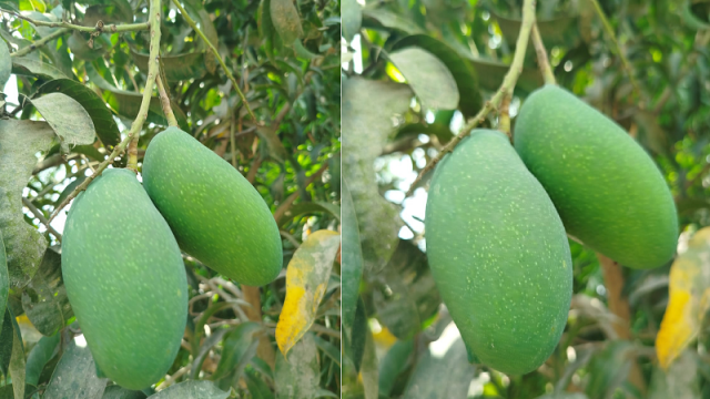 ২২ মে থেকে বাজারে আসছে নওগাঁর আম
