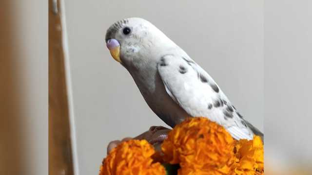 পাখি খুঁজে পেতে পুরস্কার ঘোষণা