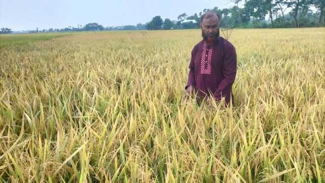 ব্রি ১০৪ জাতের ধানে প্রথমবারেই বাজিমাত