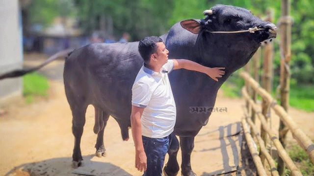 কোরবানির জন্য আলোচনায় ‘বগুড়ার ডন’, দাম হাঁকা হচ্ছে ১৫ লাখ