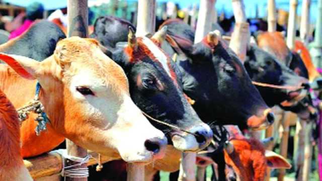 চট্টগ্রামে ৫ পশুহাটের চারটিই পেলেন যুবদল-কৃষক দল নেতা 