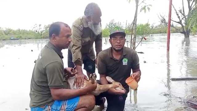 জোয়ারের পানিতে ভেসে আসা হরিণের বাচ্চা উদ্ধার
