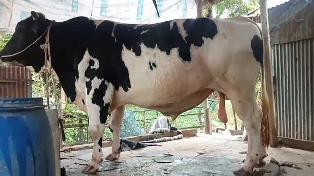 ৩২ মণের ‘সাদাময়না’ যেন এলাকার সেলিব্রিটি
