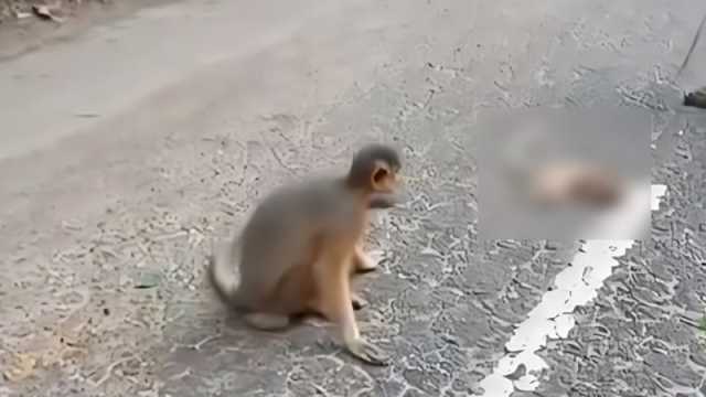 বেপরোয়া গাড়ির ধাক্কা নিথর হনুমানশাবক
