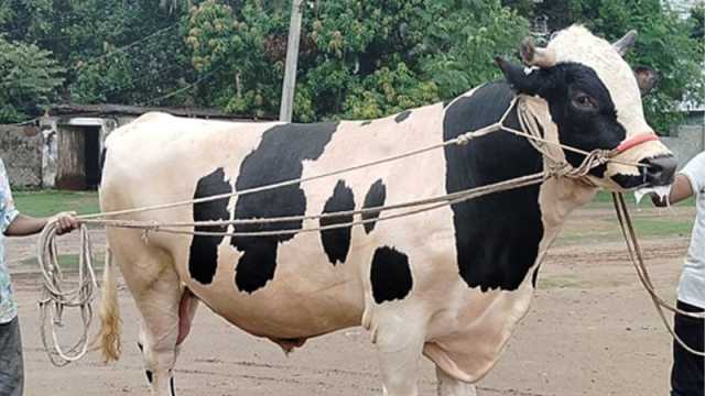 বগুড়ায় বাহাদুরকে নিয়ে বিপাকে খামারি, দাম চাচ্ছেন ১০ লাখ টাকা