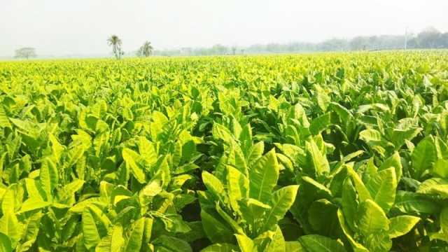 ফসলের জমিতে তামাকের আগ্রাসন