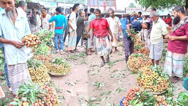 ঈশ্বরদীতে লিচু উৎপাদনে ধস, অপরিপক্ব লিচু বাজারে