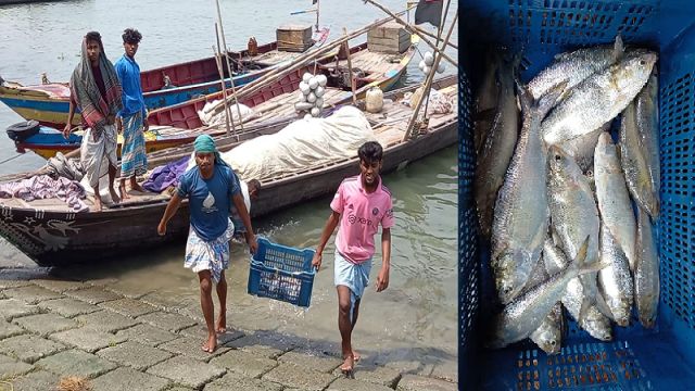 নিষেধাজ্ঞা শেষে ইলিশ ধরা শুরু, চাঁদপুরের মাছঘাটে কর্মব্যস্ততা
