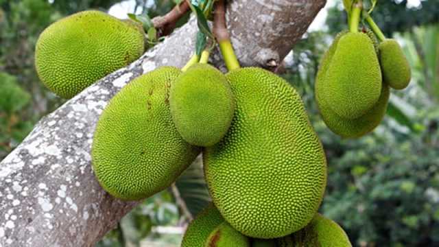 কাঁচা কাঁঠাল কেন খাবেন 