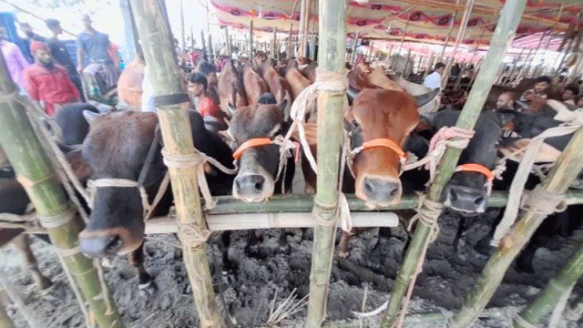 গাবতলী পশুর হাটের ইজারায় প্রক্রিয়াগত ভুল অনুসন্ধানে কমিটি গঠন