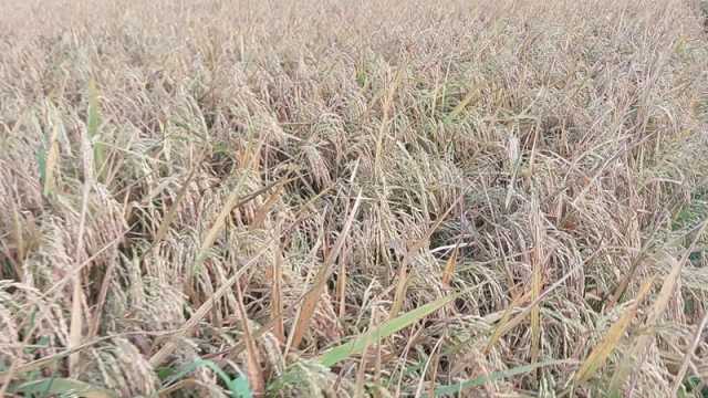 ইটভাটার গ্যাসের তাপে পুড়ল ২০০ বিঘার ধান