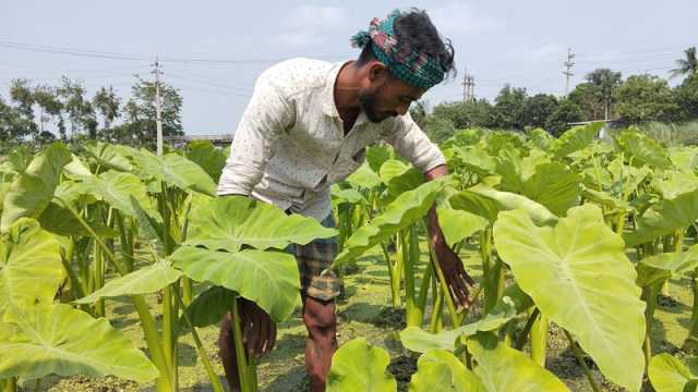 ইউটিউব দেখে কচুর লতি চাষে সাফল্য