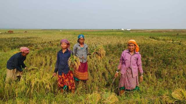 মজুরি বৈষম্যের শিকার নারী কৃষিশ্রমিক