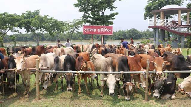 কোরবানির ঈদ সামনে রেখে চোরাইপথে গরু আসছে