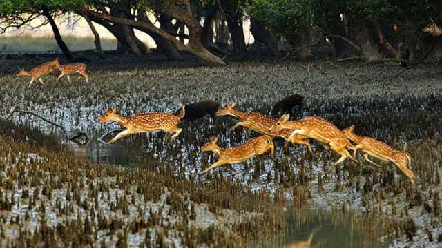 সুন্দরবনের ১০ কিলোমিটার এলাকায় শিল্পপ্রতিষ্ঠান নির্মাণে নিষেধাজ্ঞা জারি